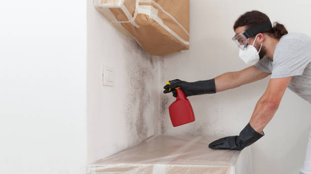 Professional Attic Mold Removal technician working in Hines, IL