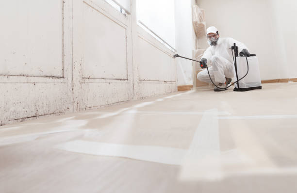 24/7 Emergency Attic Mold Removal experts in Hines, IL