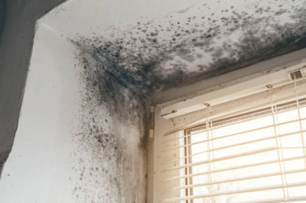 Affordable Attic Mold Removal solutions in Hines, IL