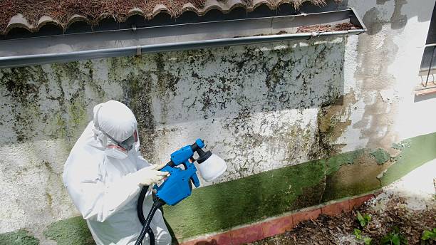 Top rated local Attic Mold Removal specialists in Hines, IL